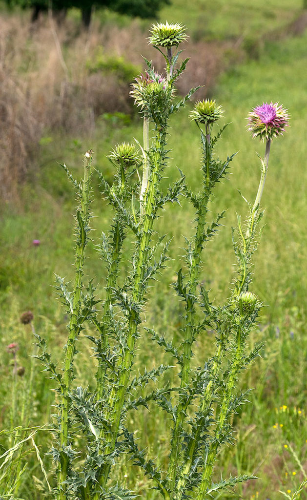 Thistle Plants A Naturalist s Journal