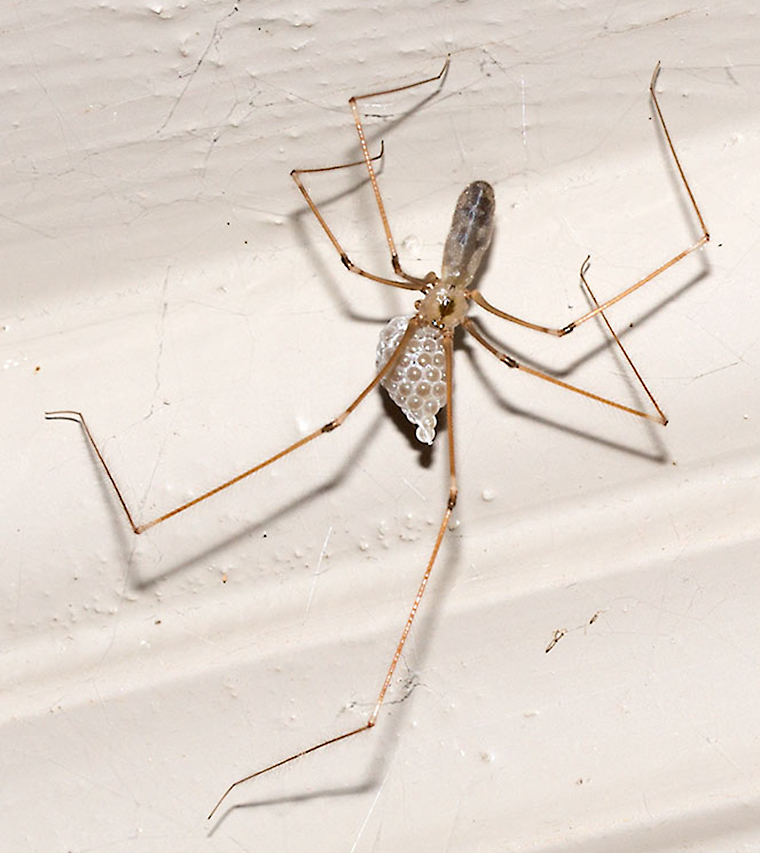 Long Legs Spider Mother Stock Photo 205620319